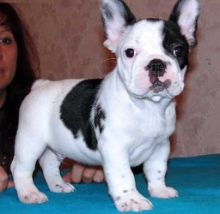 Healthy Male and Female French Bulldog