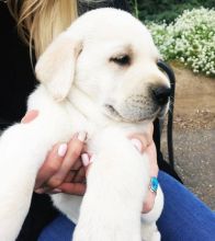 Milky white Labrador retriever puppies for sale.