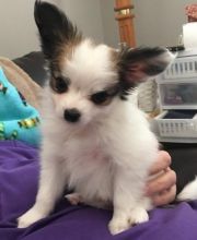 Papillon Puppies