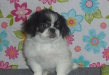 Pekingese Puppies