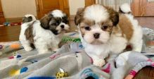Shih Tzu Puppies For Adoption Male and Female