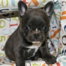 Stunning French Bulldog Puppies For sale