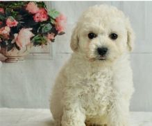 Teacup Poodle puppies