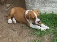 Two Friendly Boxer Puppies Available