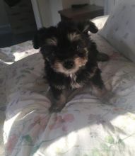 Yorkshire Terrier Boy Puppy For Sale
