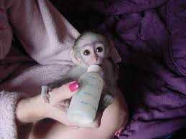Adorable Capuchin Monkey Image eClassifieds4u
