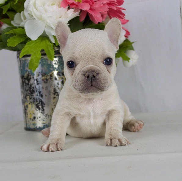 Affectionate French Bulldog Puppies Image eClassifieds4u