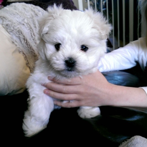 AWESOME PERSONALITY MALTESE PUPPIES FOR ADOPTION Image eClassifieds4u