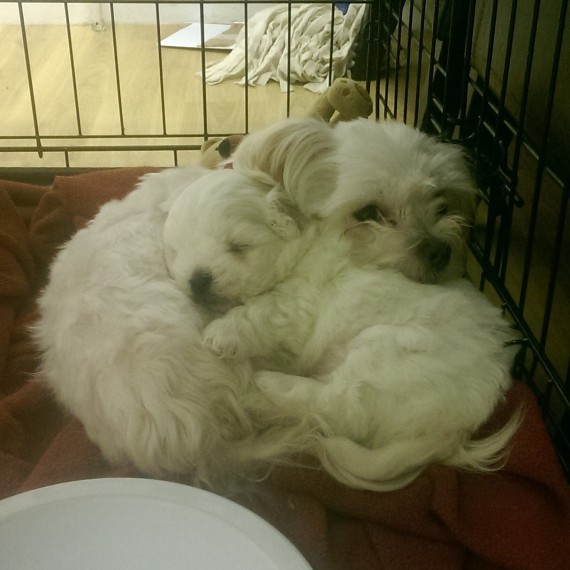 AWESOME PERSONALITY MALTESE PUPPIES FOR ADOPTION Image eClassifieds4u