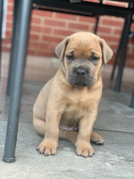 beautiful Cane Corso Puppies Image eClassifieds4u