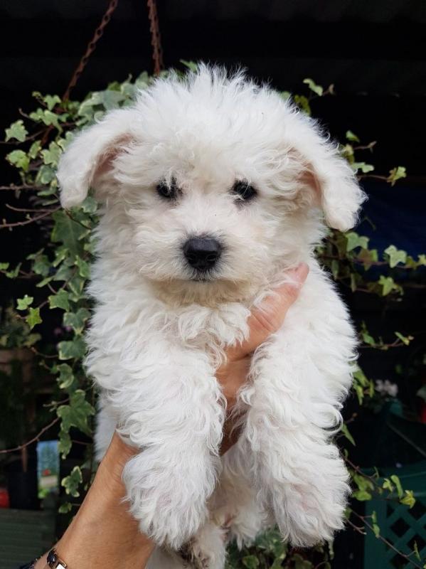 Bichon Frise Puppies Image eClassifieds4u