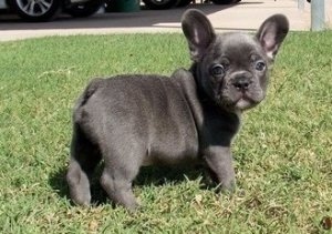 beautiful M/F Blue French Bulldog Puppies Available Image eClassifieds4u