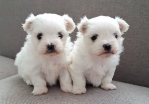 Friendly Teacup Maltese Puppies For sale Image eClassifieds4u