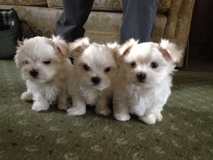 Friendly Teacup Maltese Puppies For sale Image eClassifieds4u