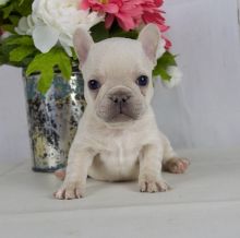 Affectionate French Bulldog Puppies Image eClassifieds4U