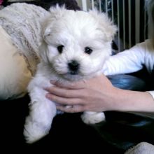 AWESOME PERSONALITY MALTESE PUPPIES FOR ADOPTION Image eClassifieds4U