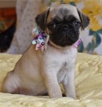 Beautiful Pug Puppies male and female Image eClassifieds4U