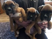 Boxer Puppies Image eClassifieds4U