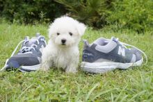 Female and Male Bichon Frise Puppies For sale Image eClassifieds4U