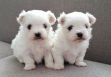 Friendly Teacup Maltese Puppies For sale Image eClassifieds4u 2