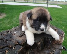 Purebred Akita Puppies Image eClassifieds4U