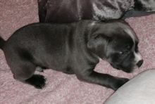 staffordshire teriere Image eClassifieds4U