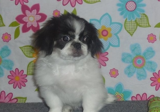 Pekingese Puppies Image eClassifieds4u