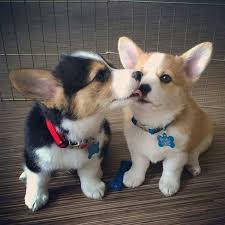 Pembroke Welsh Corgi Puppies Available Image eClassifieds4u