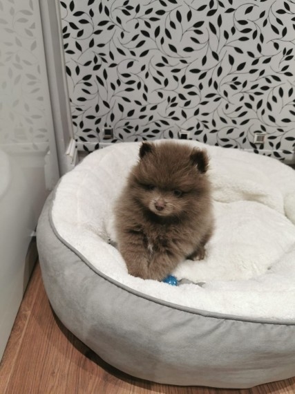 Pure Pomeranian Puppies Image eClassifieds4u