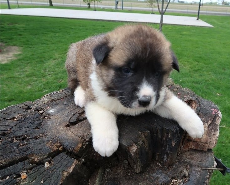 Purebred Akita Puppies Image eClassifieds4u