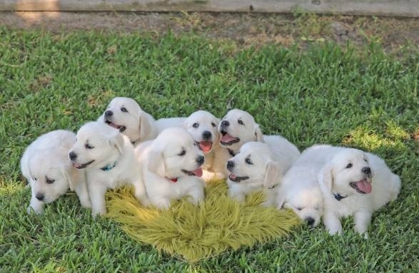 Smart and Playful Golden Retriever Image eClassifieds4u