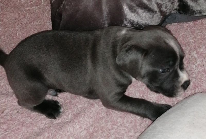 staffordshire teriere Image eClassifieds4u