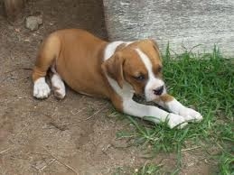 Two Friendly Boxer Puppies Available Image eClassifieds4u