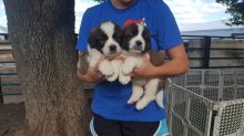 Beautiful Saint Bernard Pups available