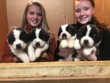 Beautiful Saint Bernard Pups available