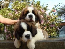 Beautiful Saint Bernard Pups available