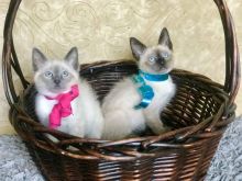 Siamese Kittens For Rehoming ( +1 662 516 5239 )