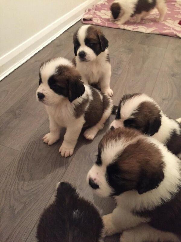 Beautiful Saint Bernard Pups available Image eClassifieds4u