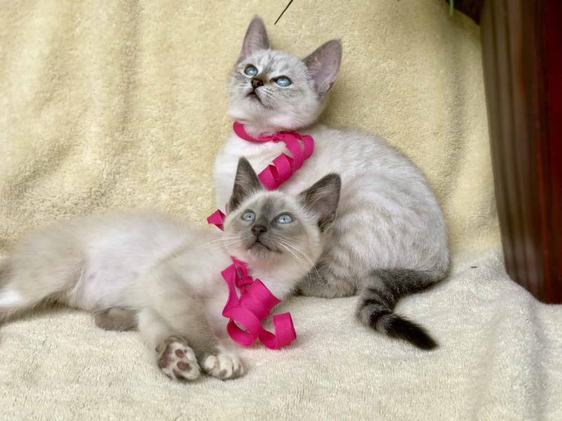Siamese Kittens For Rehoming ( +1 662 516 5239 ) Image eClassifieds4u