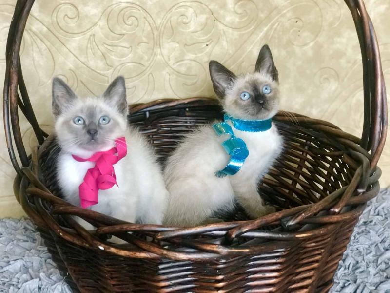 Siamese Kittens For Rehoming ( +1 662 516 5239 ) Image eClassifieds4u