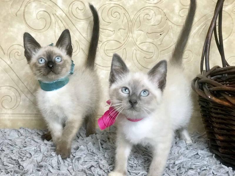 Siamese Kittens For Rehoming ( +1 662 516 5239 ) Image eClassifieds4u