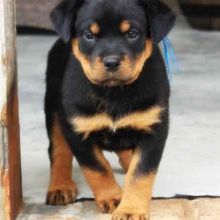 Stunning Rottweilers