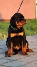 Stunning Rottweilers Image eClassifieds4u 2