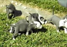 American Staffordshire terrier puppies available