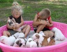 Gorgeous English Bulldog puppies available