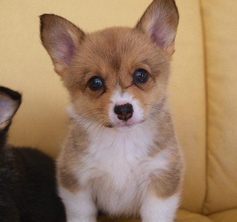 ❤️ Welsh Corgi Miniature Puppies for Adoption Call (431) 302-3667 Image eClassifieds4u