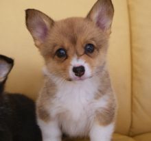 ❤️ Welsh Corgi Miniature Puppies for Adoption Call (431) 302-3667