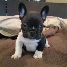 House male and female french bulldog puppies.morgantrinity15@gmail.com