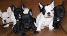 Well-socialized French Bulldogs morgantrinity15@gmail.com