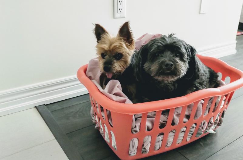 Looking for My Rehomed Yorkie and YorkiePoo Image eClassifieds4u